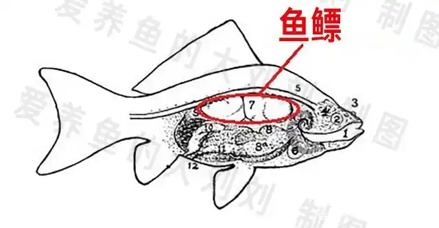 金鱼失鳔怎么治疗?什么原因导致的?