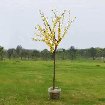 花月园腊梅花树苗盆栽老桩庭院耐寒冬季开花卉植物阳台浓香原生高杆