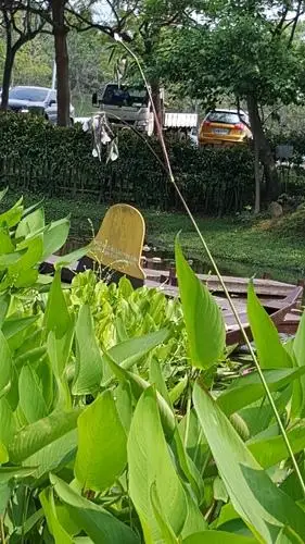 02红鞘水竹芋thalia geniculata red-stemmed