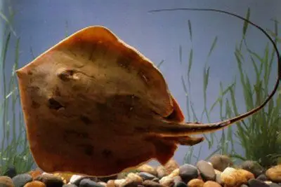 扁身子细长尾带刺有两只脚的是什么鱼