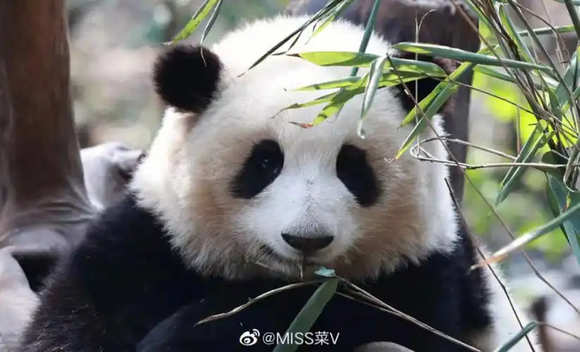 大熊猫和花可可爱爱🌸🌸🌸😘