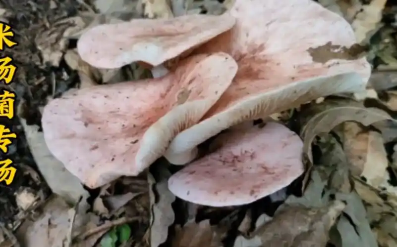 遍地的米汤菌,捡到手软,直接爆桶