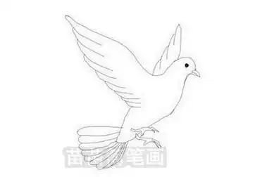 鸽子简笔画图片大全鸽子简笔画图片大全大图带颜色