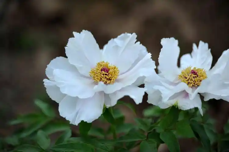 《红楼梦》:麝月抽到"开到荼蘼花事了"签,宝玉为啥把签藏了?