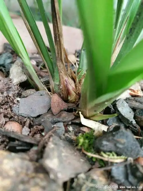 今年第一盆建兰花芽