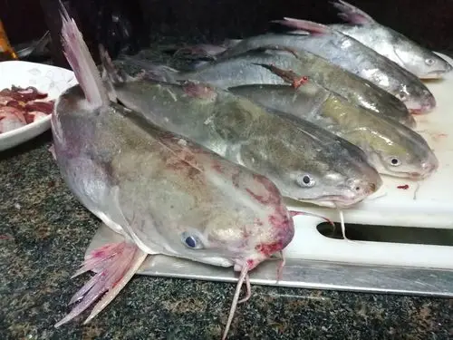 松鱼(一(20190429)