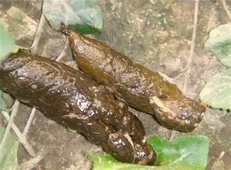 拉黑便屁股痛有血