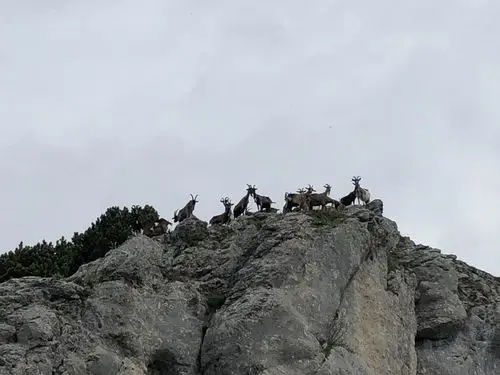 悬崖峭壁上的羚羊