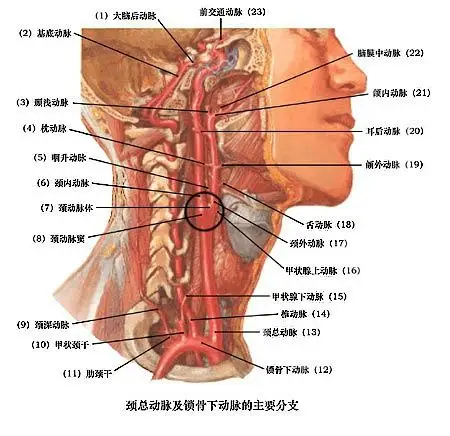 [谋杀 现场 法医]#科学看武侠#真正的武侠,都是解剖大师