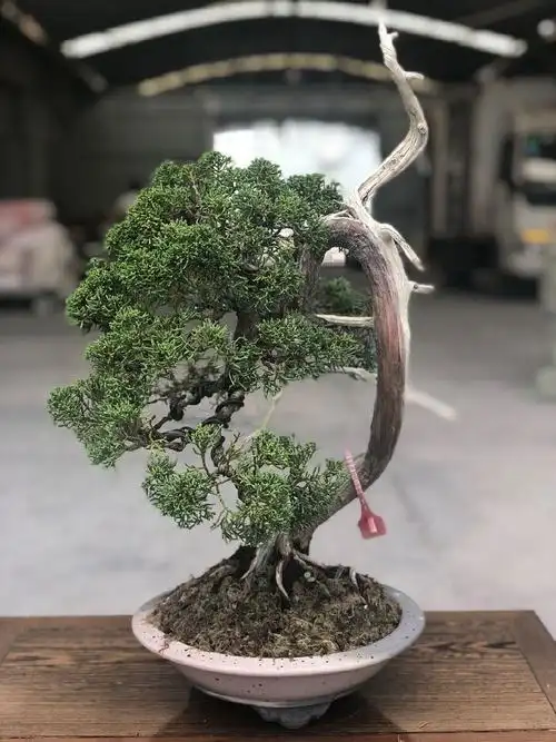 农村老伯分享的几盆真柏树盆景,盆盆都是精品,不同角度不同的美