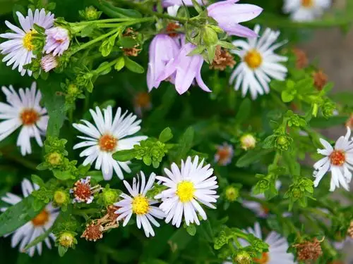 白色的雏菊花,绿色的叶子