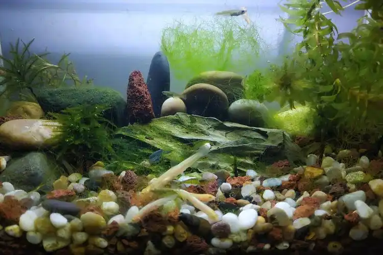 鱼缸褐藻真与光照没有关系吗褐藻变绿藻取决于光照强度和时间