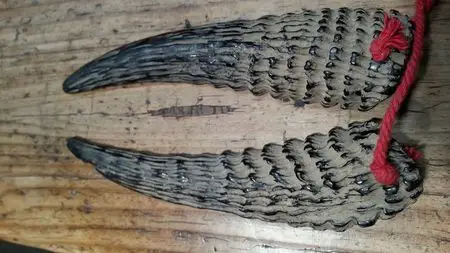 请帮忙辨别下,这是什么品种有羊角?