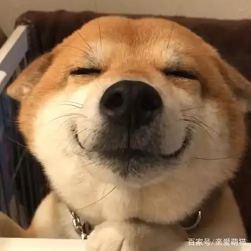 柴犬的"微笑"让人无法招架,论谄媚发嗲,人类都比不过这只柴犬