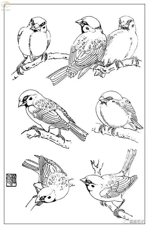 书画联盟丨白描麻雀图(一)