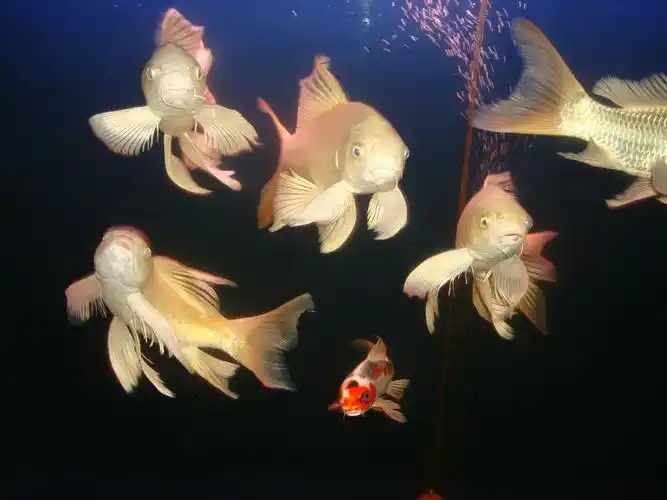 p>龙凤锦鲤属于温带性的淡水鱼,适温范围8-30℃.