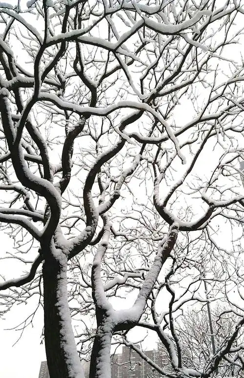 干枯的树枝,在白雪的压衬下,格外遒劲