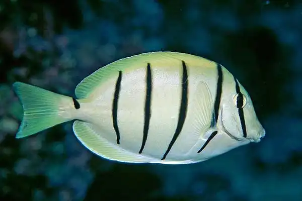 五间吊属于草食性鱼类,可以喂食动物性饵料,需注意要提供足够的海草及