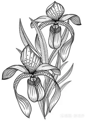 准确细致的黑白手画盛开的兰花花叶.