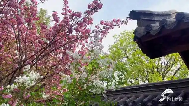 泰安岱庙繁花盛开 游客纷纷打卡|吴婷|王迅|泰安市_网易订阅