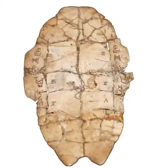 龟甲一字,悬赏10万!关于甲骨文,这篇文章长知识