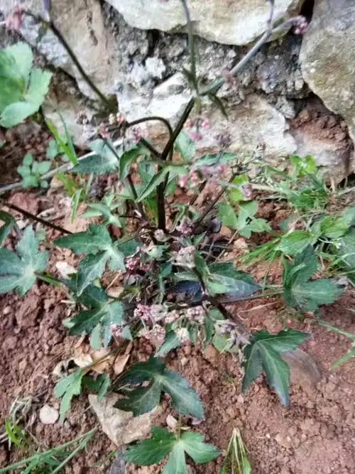 正宗小黑药吃过吗朋友 167       赞                   评论