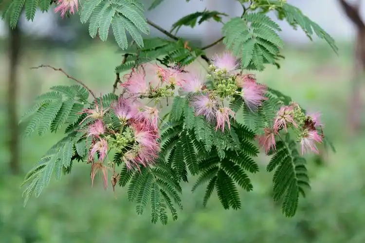 绒花树下,绒花香(1)