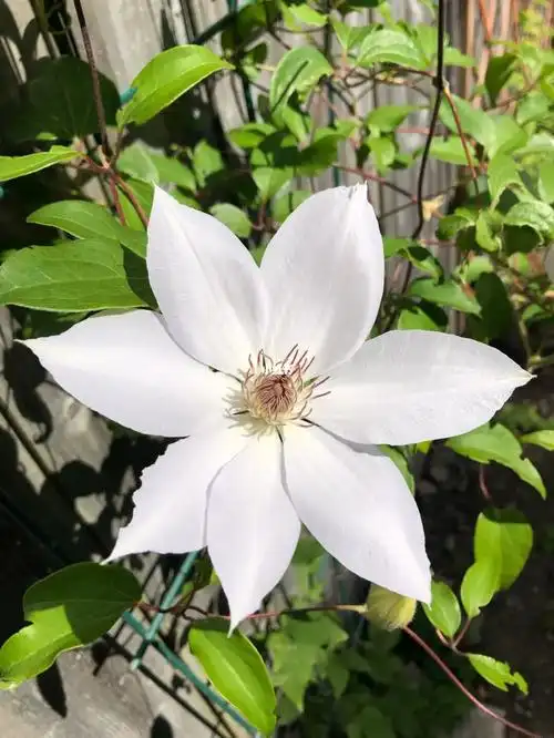 白色的铁线莲仙仙的…