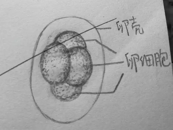 寄生虫绘图 - 知乎