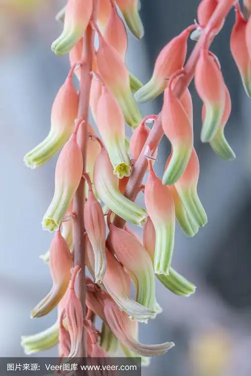 天麻在开花-花细节