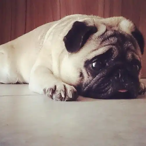 可怜兮兮的狗狗