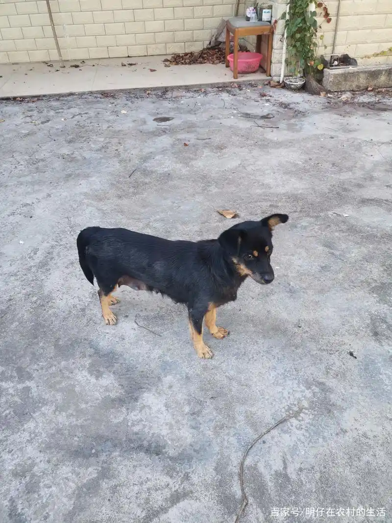 矮脚狗又当娘了,今年第二次了