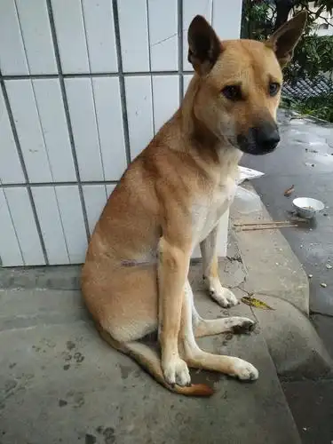 土狗也可以帅到不可超越的境界