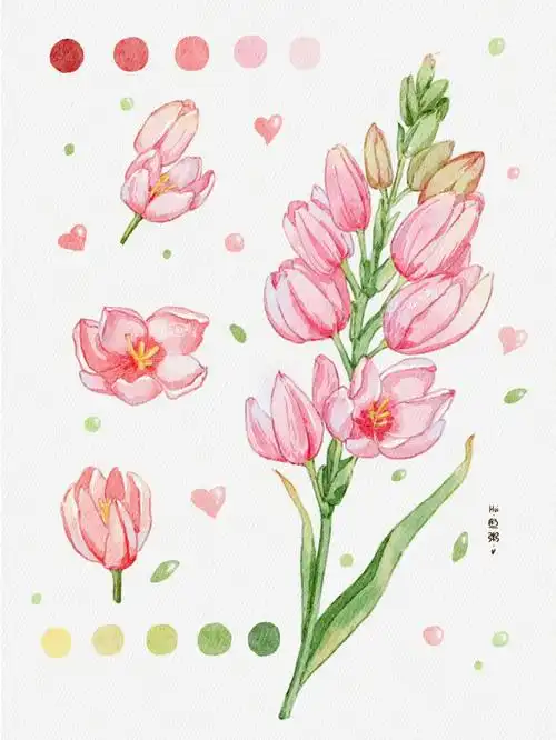 水彩花卉附线稿过程图