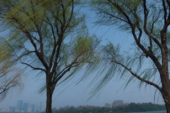 这么好看的柳树怎么忍心拔的    #遇见春天