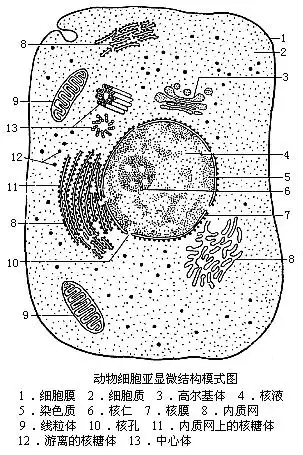 谁给我个手绘的动物细胞基本结构图