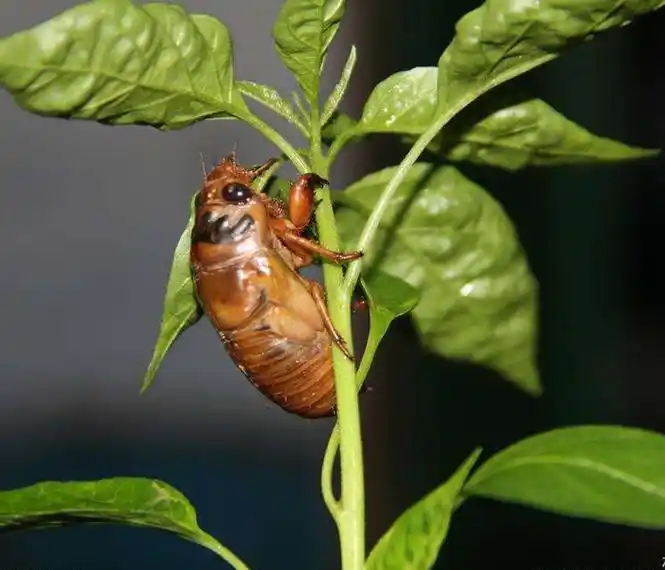 人工金蝉养殖电话 金蝉养殖电话 亿鸣金蝉养殖基地
