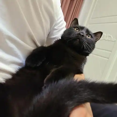 领养家养狸花猫黑猫小偿领养