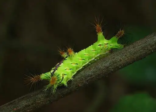 展开全部 火辣子虫,这个虫接触人体皮肤会,它所接触的那一块皮肤会