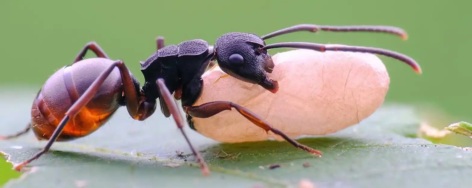 蚂蚁是昆虫的一种吗?