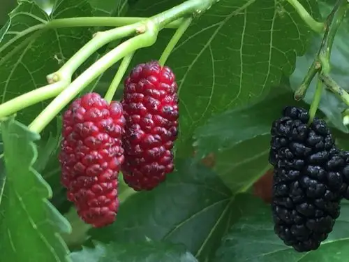 又到一年桑葚红,沉沉父爱在心头