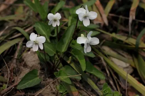 主题:园林常用花卉植物采集(第二集 — 14) [ 主题管理员: 捕光影 ]