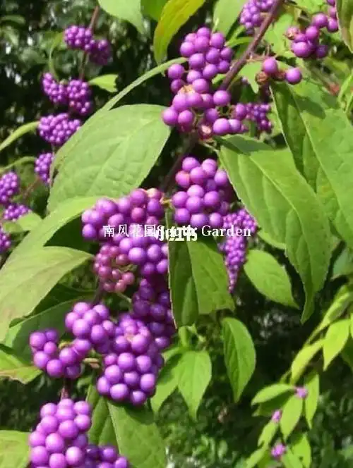 紫珠盆栽庭院花园植物紫色转运珠多年生灌木