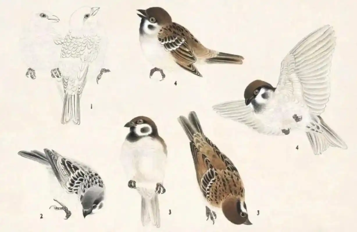 工笔禽鸟设色技法(三) 麻雀的画法: 生活中最常见的麻雀是栗褐色禽鸟