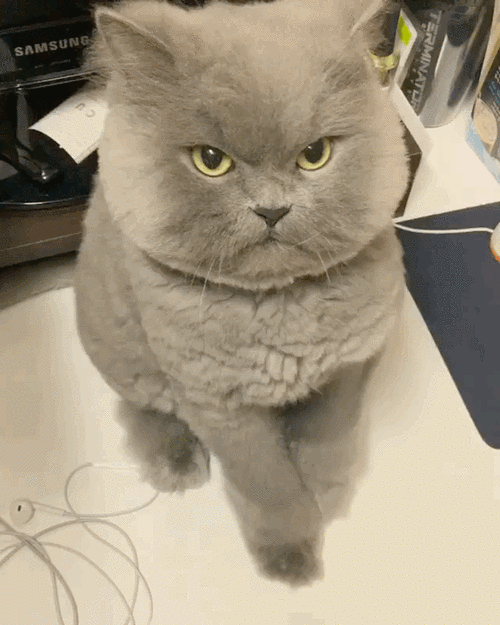 搞笑gif雷人gif段子gif内涵gif猫咪gif