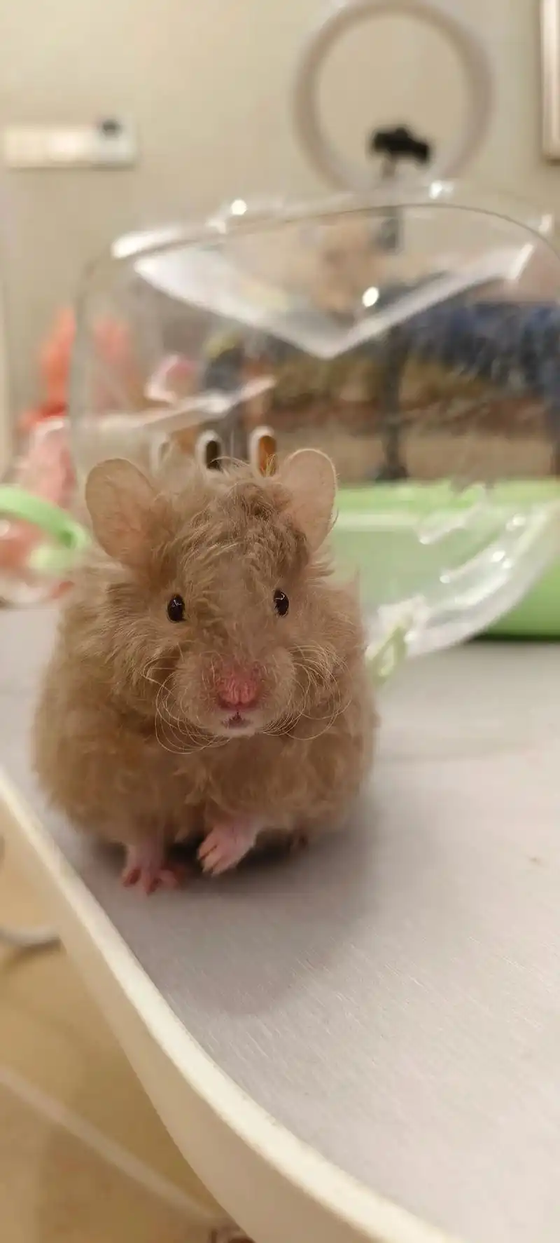 喜欢的来.有没有人收了它,这个小肥妹可乖了#金丝熊 #仓鼠 - 抖音