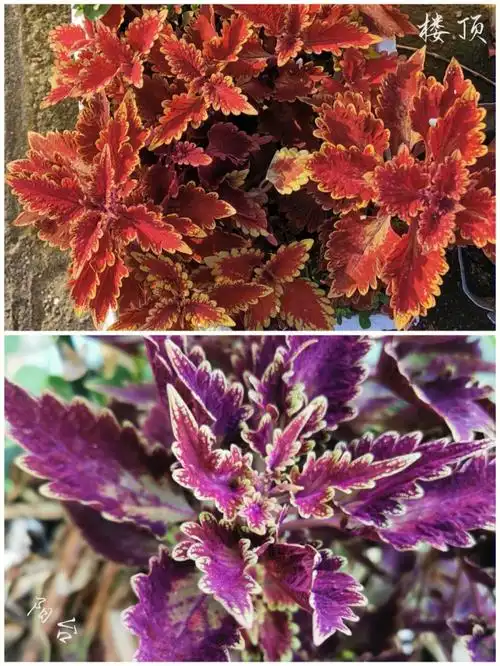 会变色的彩叶草比花儿更美