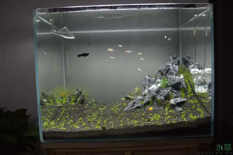 新手第一缸《60*45*45青龙石景》 - 水草造景 - 龙巅水草