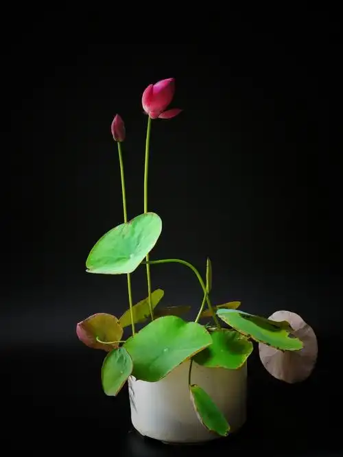 春天适合种一盆碗莲浇多少水都没事开花香远溢清