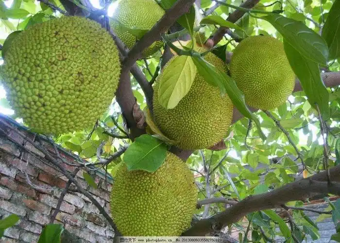菠萝蜜在花开的时期,以及在果实发育成熟时期,要及时补充水分